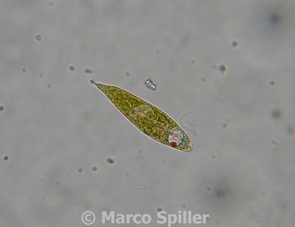 Euglena in movimento